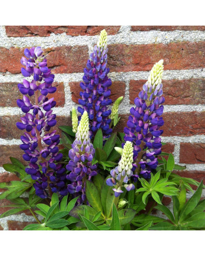 Люпин багатолистий `Блю Шадес` | Lupinus polyphyllus `Blue Shades` | Люпин многолистный `Блю Шадес`