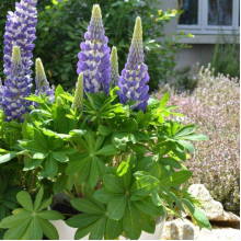 Люпин багатолистий `Блю Шадес` | Lupinus polyphyllus `Blue Shades` | Люпин многолистный `Блю Шадес`
