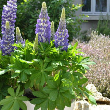 Люпин багатолистий `Блю Шадес` | Lupinus polyphyllus `Blue Shades` | Люпин многолистный `Блю Шадес`