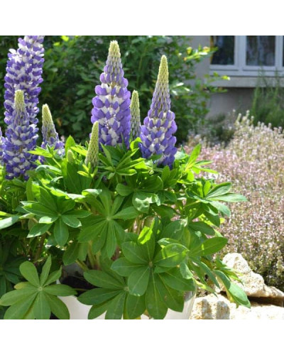 Люпин багатолистий `Блю Шадес` | Lupinus polyphyllus `Blue Shades` | Люпин многолистный `Блю Шадес`