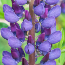 Люпин багатолистий `Блю Шадес` | Lupinus polyphyllus `Blue Shades` | Люпин многолистный `Блю Шадес`
