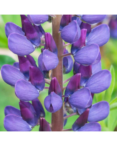 Люпин багатолистий `Блю Шадес` | Lupinus polyphyllus `Blue Shades` | Люпин многолистный `Блю Шадес`