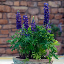 Люпин багатолистий `Блю Шадес` | Lupinus polyphyllus `Blue Shades` | Люпин многолистный `Блю Шадес`