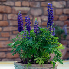 Люпин багатолистий `Блю Шадес` | Lupinus polyphyllus `Blue Shades` | Люпин многолистный `Блю Шадес`