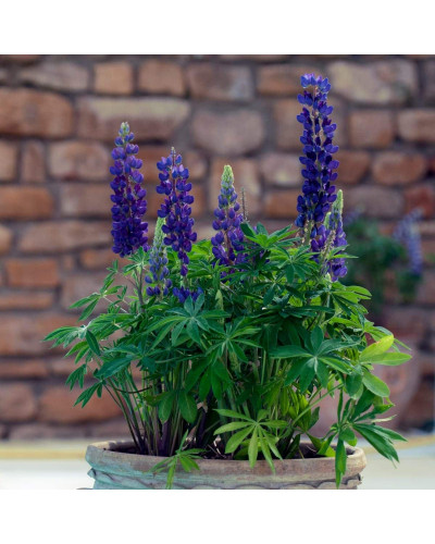 Люпин багатолистий `Блю Шадес` | Lupinus polyphyllus `Blue Shades` | Люпин многолистный `Блю Шадес`