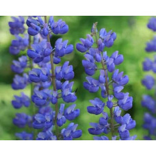 Люпин багатолистий `Блю Шадес` | Lupinus polyphyllus `Blue Shades` | Люпин многолистный `Блю Шадес`