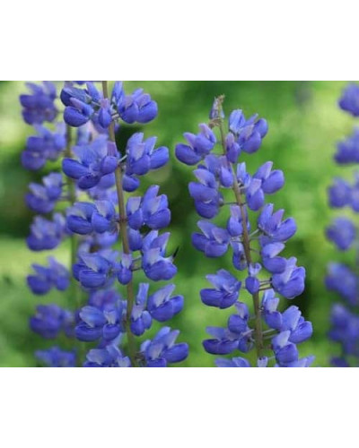 Люпин багатолистий `Блю Шадес` | Lupinus polyphyllus `Blue Shades` | Люпин многолистный `Блю Шадес`
