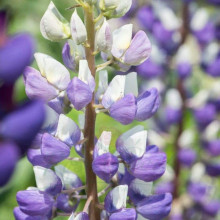 Люпин багатолистий `Блю Шадес` | Lupinus polyphyllus `Blue Shades` | Люпин многолистный `Блю Шадес`