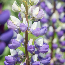 Люпин багатолистий `Блю Шадес` | Lupinus polyphyllus `Blue Shades` | Люпин многолистный `Блю Шадес`
