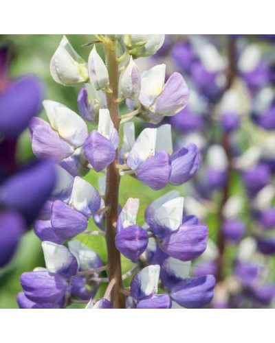 Люпин багатолистий `Блю Шадес` | Lupinus polyphyllus `Blue Shades` | Люпин многолистный `Блю Шадес`