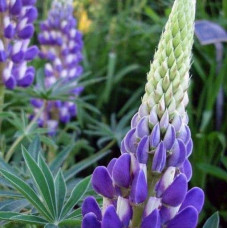 Люпин багатолистий `Блю Шадес` | Lupinus polyphyllus `Blue Shades` | Люпин многолистный `Блю Шадес`