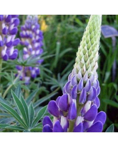 Люпин багатолистий `Блю Шадес` | Lupinus polyphyllus `Blue Shades` | Люпин многолистный `Блю Шадес`