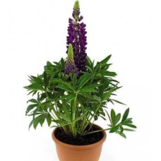 Люпин багатолистий `Блю Шадес` | Lupinus polyphyllus `Blue Shades` | Люпин многолистный `Блю Шадес`