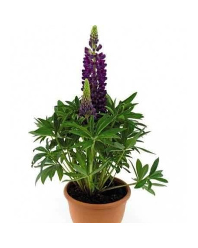 Люпин багатолистий `Блю Шадес` | Lupinus polyphyllus `Blue Shades` | Люпин многолистный `Блю Шадес`