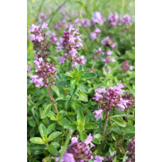 Чебрець перцевий | Thymus piperita | Тимьян перечный