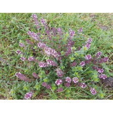 Чебрець перцевий | Thymus piperita | Тимьян перечный