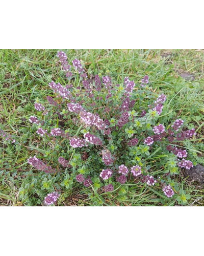 Чебрець перцевий | Thymus piperita | Тимьян перечный