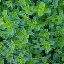 Чебрець перцевий | Thymus piperita | Тимьян перечный