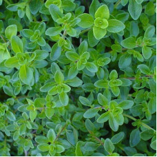 Чебрець перцевий | Thymus piperita | Тимьян перечный