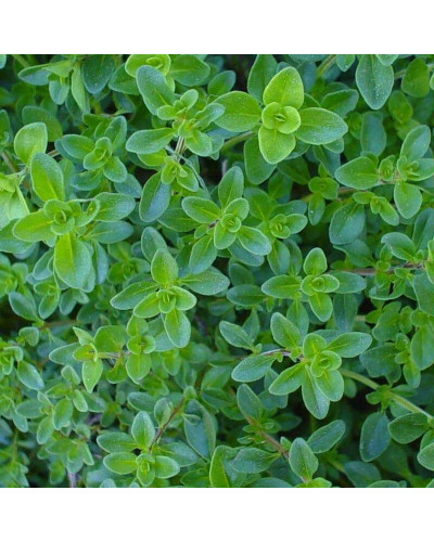 Чебрець перцевий | Thymus piperita | Тимьян перечный