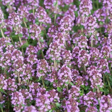Чебрець перцевий | Thymus piperita | Тимьян перечный