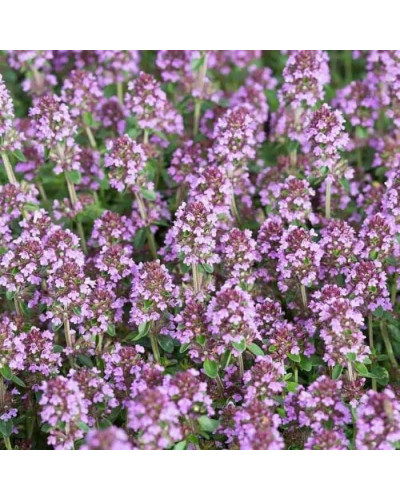 Чебрець перцевий | Thymus piperita | Тимьян перечный