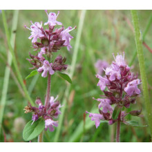 Чебрець перцевий | Thymus piperita | Тимьян перечный