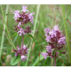 Чебрець перцевий | Thymus piperita | Тимьян перечный