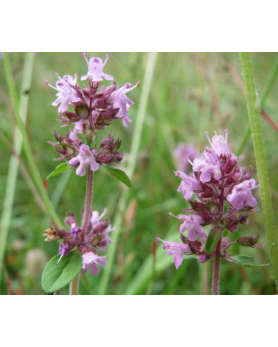 Чебрець перцевий | Thymus piperita | Тимьян перечный