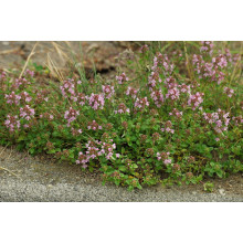Чебрець перцевий | Thymus piperita | Тимьян перечный