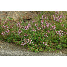 Чебрець перцевий | Thymus piperita | Тимьян перечный