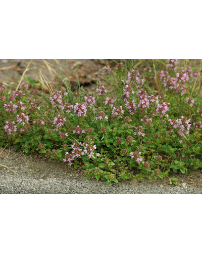 Чебрець перцевий | Thymus piperita | Тимьян перечный