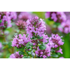 Чебрець перцевий | Thymus piperita | Тимьян перечный
