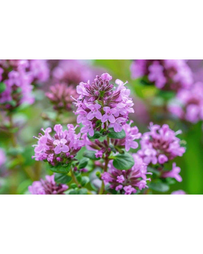 Чебрець перцевий | Thymus piperita | Тимьян перечный