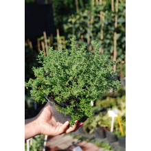Чебрець лимонний Варієгата | Thymus citriodorus Variegata | Тимьян лимонный Вариегата