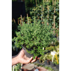 Чебрець лимонний Варієгата | Thymus citriodorus Variegata | Тимьян лимонный Вариегата