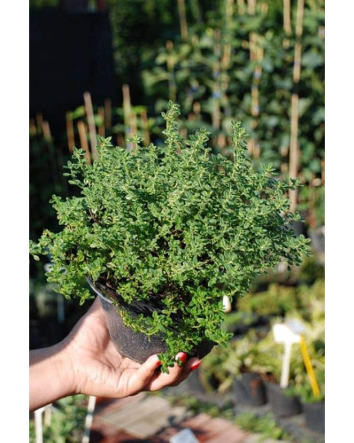 Чебрець лимонний Варієгата | Thymus citriodorus Variegata | Тимьян лимонный Вариегата