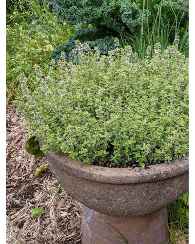 Чебрець лимонний Варієгата | Thymus citriodorus Variegata | Тимьян лимонный Вариегата