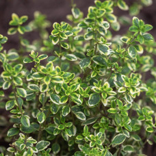 Чебрець лимонний Варієгата | Thymus citriodorus Variegata | Тимьян лимонный Вариегата