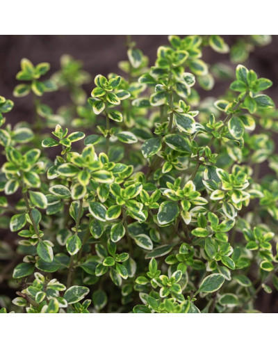 Чебрець лимонний Варієгата | Thymus citriodorus Variegata | Тимьян лимонный Вариегата
