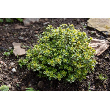 Чебрець лимонний Варієгата | Thymus citriodorus Variegata | Тимьян лимонный Вариегата