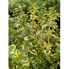 Чебрець лимонний Варієгата | Thymus citriodorus Variegata | Тимьян лимонный Вариегата