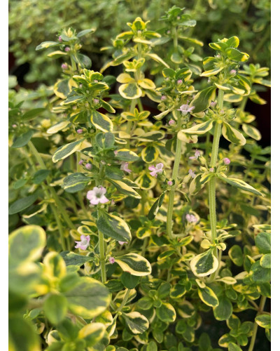 Чебрець лимонний Варієгата | Thymus citriodorus Variegata | Тимьян лимонный Вариегата