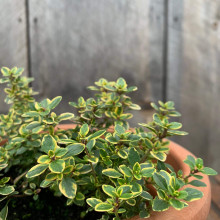 Чебрець лимонний Варієгата | Thymus citriodorus Variegata | Тимьян лимонный Вариегата