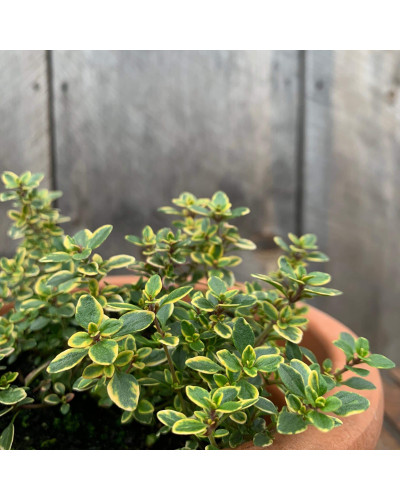 Чебрець лимонний Варієгата | Thymus citriodorus Variegata | Тимьян лимонный Вариегата