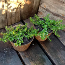 Чебрець лимонний Варієгата | Thymus citriodorus Variegata | Тимьян лимонный Вариегата