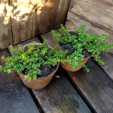 Чебрець лимонний Варієгата | Thymus citriodorus Variegata | Тимьян лимонный Вариегата