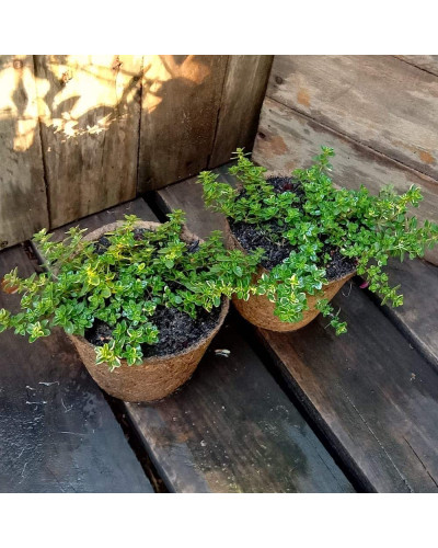 Чебрець лимонний Варієгата | Thymus citriodorus Variegata | Тимьян лимонный Вариегата