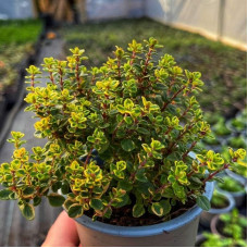 Чебрець лимонний Варієгата | Thymus citriodorus Variegata | Тимьян лимонный Вариегата