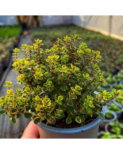 Чебрець лимонний Варієгата | Thymus citriodorus Variegata | Тимьян лимонный Вариегата